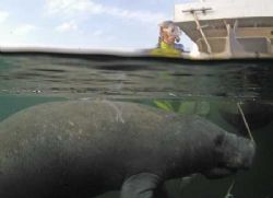 I don't see no stinking Manatees!!! Taken in Crystal Rive... by Scott Harrison 